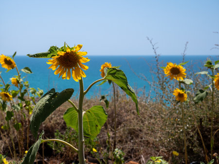 sunflower against the background of blue sea and sky. High quality photoの写真素材