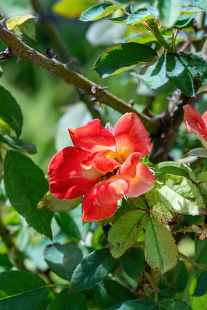 Roses in Park Ramat Hanadiv, Memorial Gardens of Baron Edmond de Rothschild, Zichron Yaakov, Israel. High quality photoの写真素材