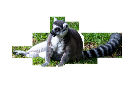 Lemur sitting close-up on transparent background. High quality photo