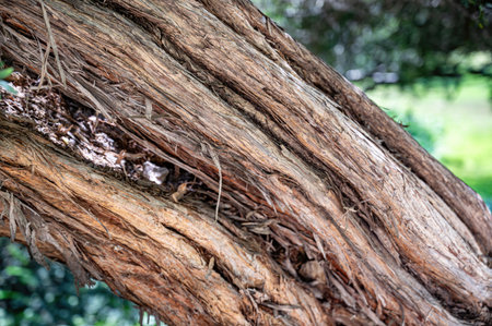 Park, Memorial Gardens, Zichron Yaakov, Israel. High quality photoの写真素材