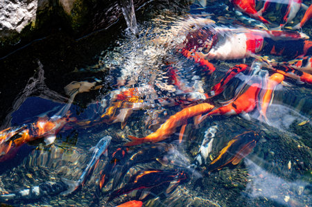 Pond with fish in Park Ramat Hanadiv, Memorial Gardens of Baron Edmond de Rothschild, Zichron Yaakov, Israel. High quality photoの写真素材