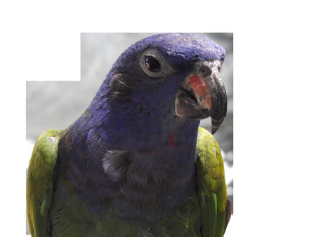 Blue-headed Parrot Pionus menstruus close-up portrait on a light background. High quality photo