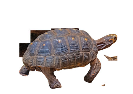 Large turtle standing on legs on transparent background. High quality photo