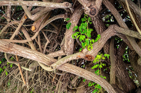 Park Ramat Hanadiv, Memorial Gardens of Baron Edmond de Rothschild, Zichron Yaakov, Israel. High quality photoの写真素材