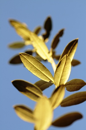 leavesの写真素材