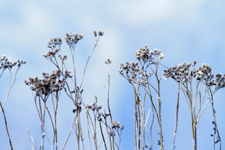 Flower in winter with frozen ice crystalsの写真素材