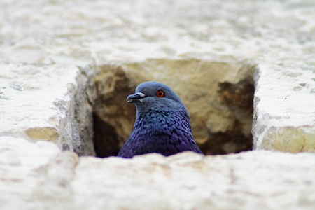 free inn pigeon hole in the rockの写真素材