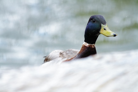 pretty wild ducks in its different facetsの写真素材