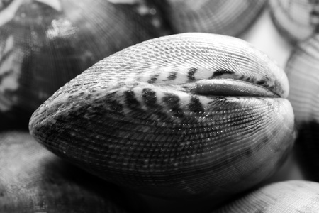 scene clams steamed with white wine and bay leavesの写真素材