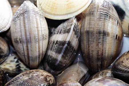 scene clams steamed with white wine and bay leavesの写真素材