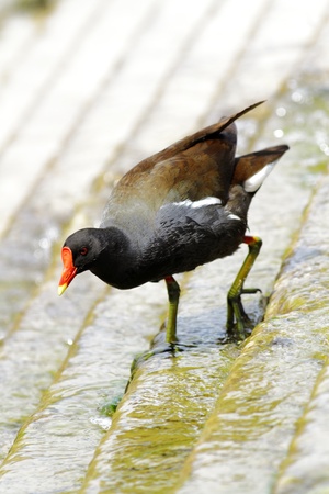 Scenes of birds in their natural environmentの写真素材