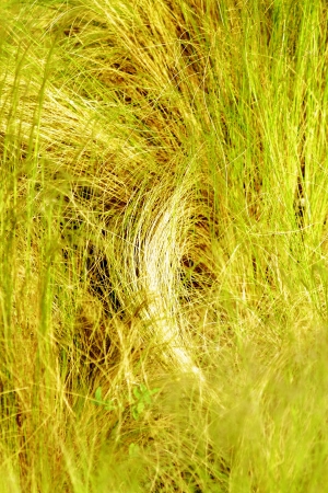 scene of vegetation and grass in the countrysideの写真素材