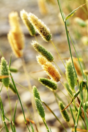 scene of vegetation and grass in the countrysideの写真素材