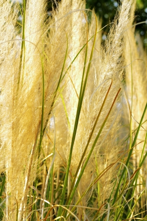 scene of vegetation and grass in the countrysideの写真素材