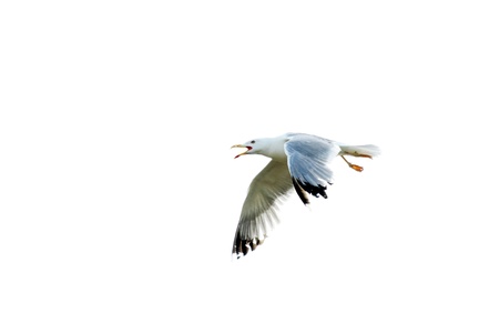 scene gull in flight on white background isolatedの写真素材