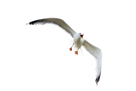 scene gull in flight on white background isolatedの写真素材
