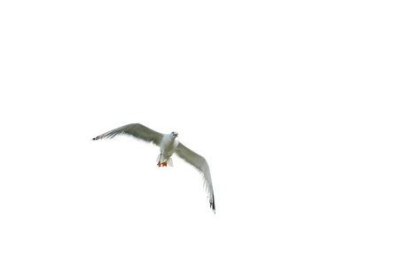scene gull in flight on white background isolatedの写真素材