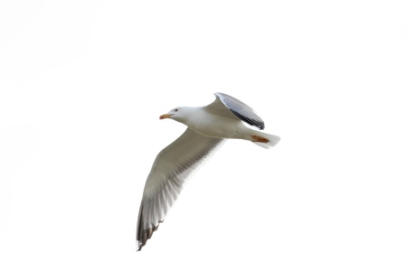 scene gull in flight on white background isolatedの写真素材