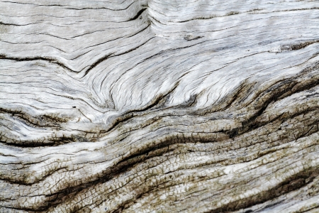 tree bark texture old highlight texture and relief