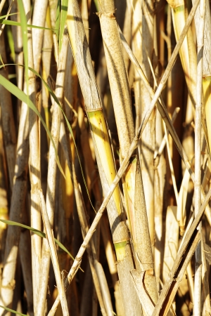 scene and details of plants and grasses in the fieldの写真素材