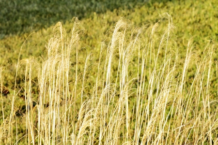 scene and details of plants and grasses in the fieldの写真素材