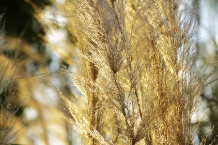 plant scenes highlighting the textureの写真素材