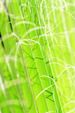 vegetation textures scene by highlighting the color and shapeの写真素材