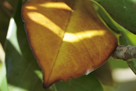 vegetation textures scene by highlighting the color and shapeの写真素材