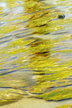 aquatic vegetation abstraction scene texture and color highlightingの写真素材