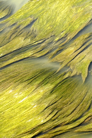 aquatic vegetation abstraction scene texture and color highlightingの写真素材