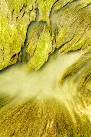 aquatic vegetation abstraction scene texture and color highlightingの写真素材