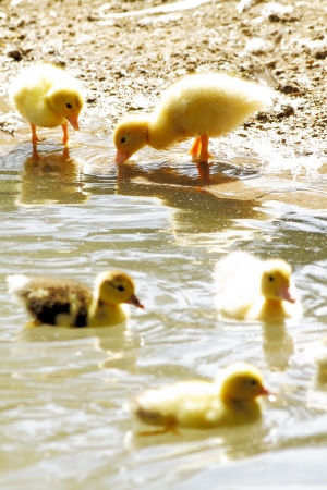 scene duck chicks in their natural habitatの写真素材