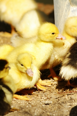 scene duck chicks in their natural habitatの写真素材