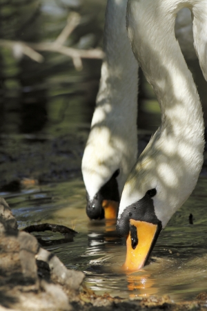 scene of swans in their natural habitatの写真素材