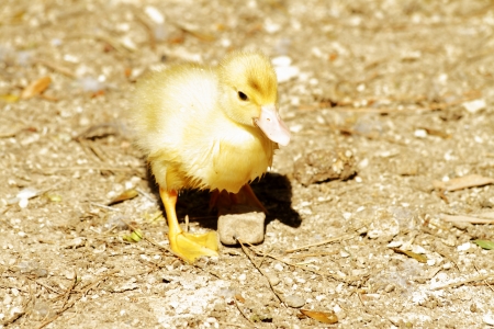 scene duck chicks in their natural habitatの写真素材