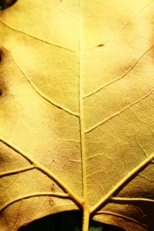 Scene setting vegetation plants leaves and stemsの写真素材