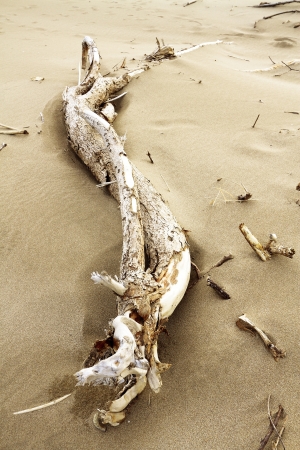 sand severalの写真素材
