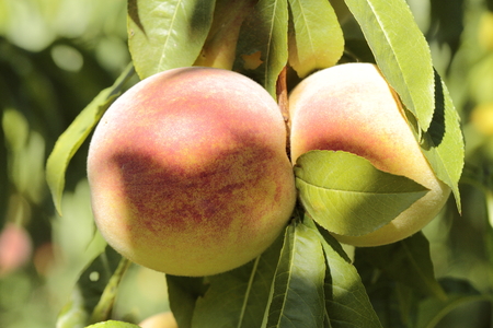 Apricot tree with fruits growing in the gardenの写真素材