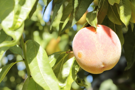 Apricot tree with fruits growing in the gardenの写真素材