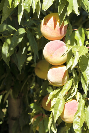 Apricot tree with fruits growing in the gardenの写真素材