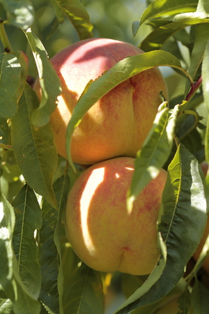 Apricot tree with fruits growing in the gardenの写真素材