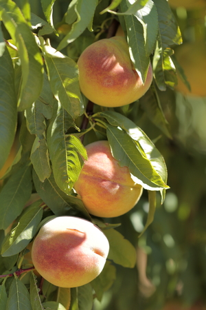 Apricot tree with fruits growing in the gardenの写真素材
