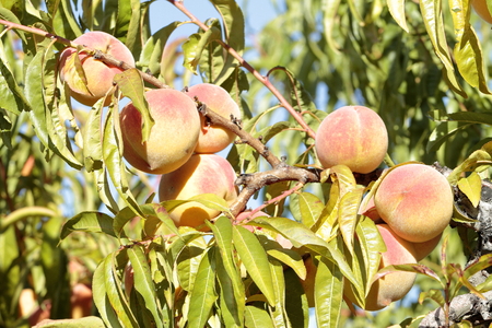 Apricot tree with fruits growing in the gardenの写真素材