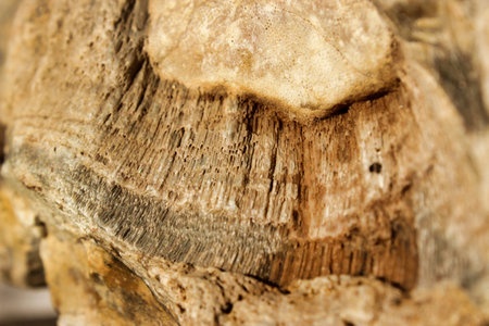 Ancient fossilized rock close up. archaeological research.