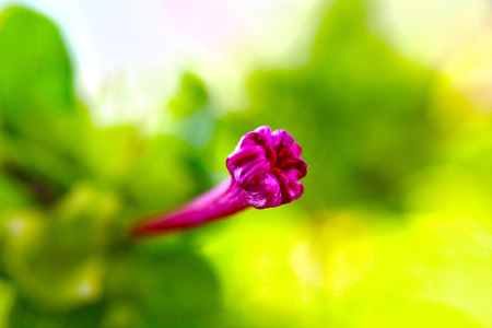 closeup flowerの写真素材