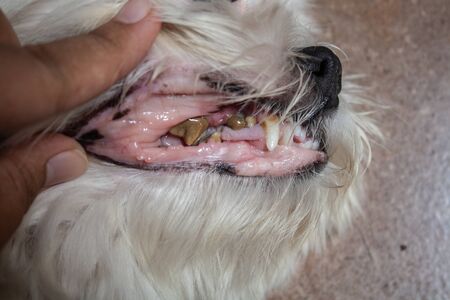 Old Dog with Rotten Teethのeditorial素材