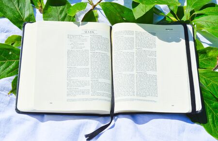 open bible over white background with green leaves surroundingの写真素材