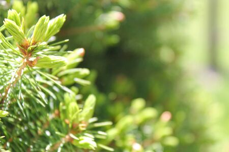 bright green evergreen tree spines against soft green background
