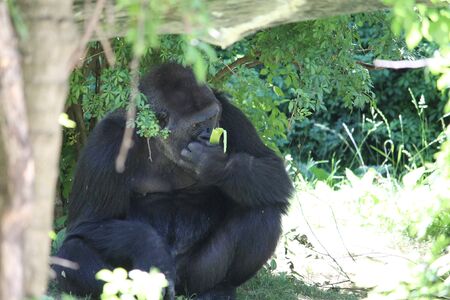 Black gorilla eating stalk of celery in wooded areaの写真素材