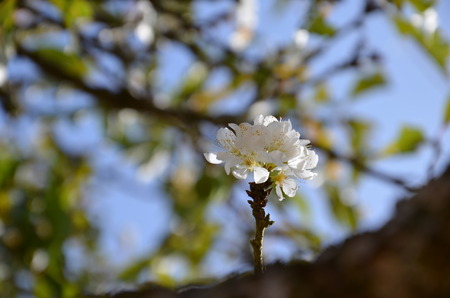  White Sakura or White Cherry blossomの写真素材